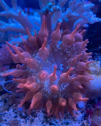 Anemoni multicolor