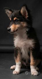pastore scozzese  Lassie collie