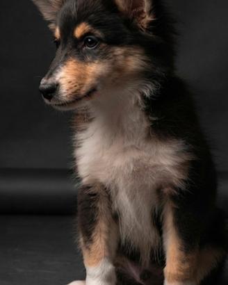 pastore scozzese  Lassie collie