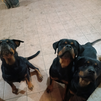 Cuccioloni Rottweiler