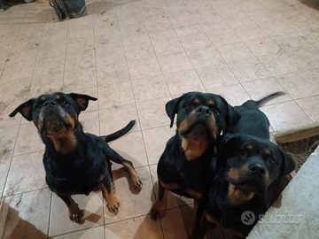 Cuccioloni Rottweiler