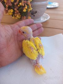 Animali