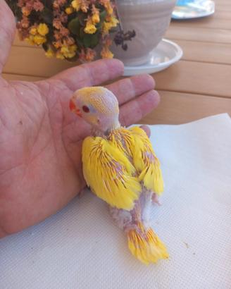 Animali