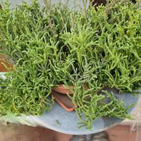 Crassula muscosa