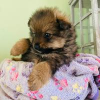 Volpini ( cuccioli di spitz di 2 mesi)