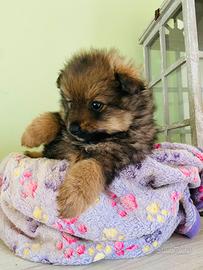 Volpini ( cuccioli di spitz di 2 mesi)