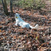 Setter Inglese Disponibile per "Accoppiamento"