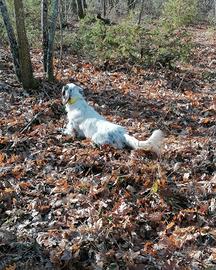 Setter Inglese Disponibile per "Accoppiamento"