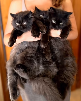Gatti persiani Chinchilla