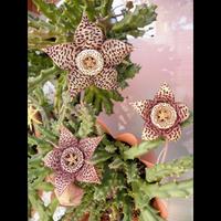 Stapelia maculata pianta grassa 