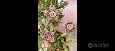 Stapelia maculata pianta grassa 