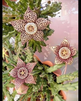 Stapelia maculata pianta grassa 