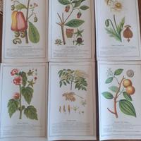 Collezione stampe erbolario Schiapparelli 1929