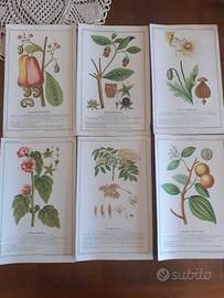 Collezione stampe erbolario Schiapparelli 1929
