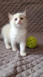 Ragdoll con Pedigree 