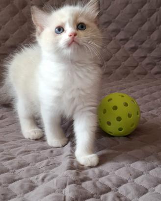 Ragdoll con Pedigree 