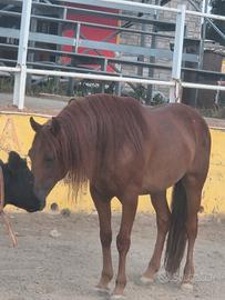 Lusitano castrone