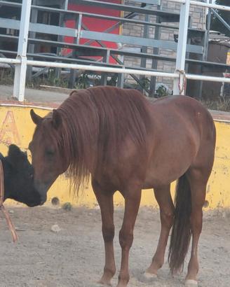 Lusitano castrone