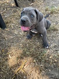 Cuccioli di cane corso