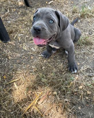 Cuccioli di cane corso