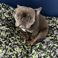 Bulldog francese