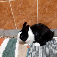 Coniglio nano olandese