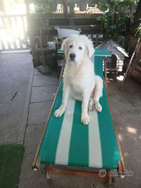 Cuccioli di Pastore Maremmano Abruzzese