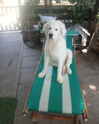 Cuccioli di Pastore Maremmano Abruzzese