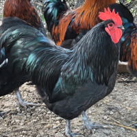 Gallo australorp nero