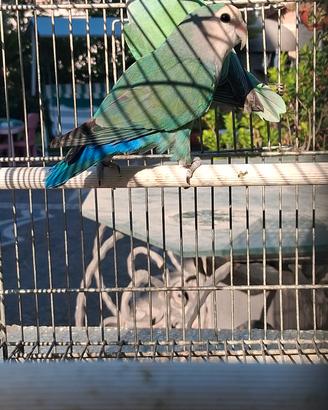 coppia inseparabili 