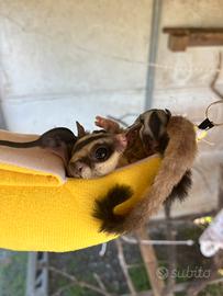 Petauro dello zucchero