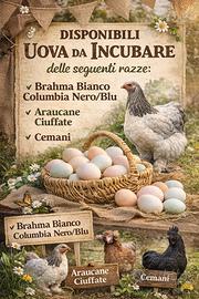 Galline diverse razze