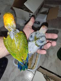 Coppia conuro del sole
