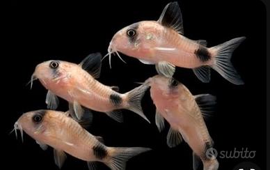 Corydoras panda-paleautus-aneus