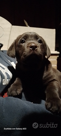 Cuccioli di Labrador Retriever di colore. cioccola