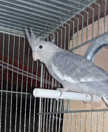 Calopsite faccia bianca 3889812877