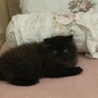 Cucciola di gatto persiano