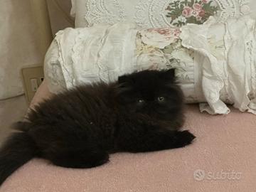 Cucciola di gatto persiano