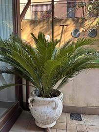 Piante di Cycas
