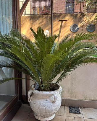 Piante di Cycas