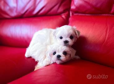 Cuccioli di Maltese