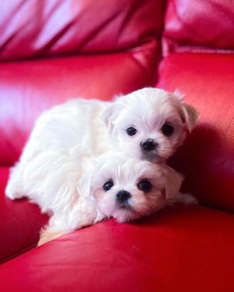 Cuccioli di Maltese