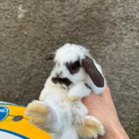 Conigli ariete cuccioli