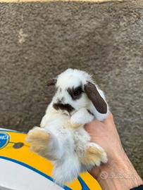 Conigli ariete cuccioli