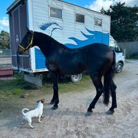 Cavallo andaluso Castrone