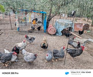 Vendita galline