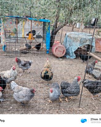 Vendita galline