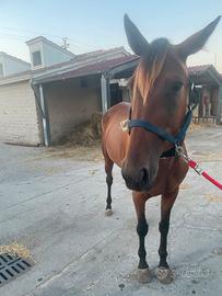 trotter femmina 5 anni