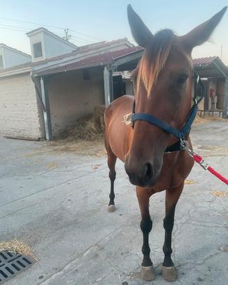 trotter femmina 5 anni