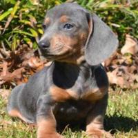 Cuccioli di bassotti cioco e isabella M e F